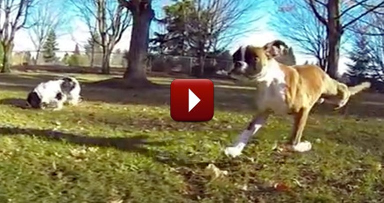 A Two-Legged Dog is an Inspiration to Us All - the Ultimate Feel Good Video	