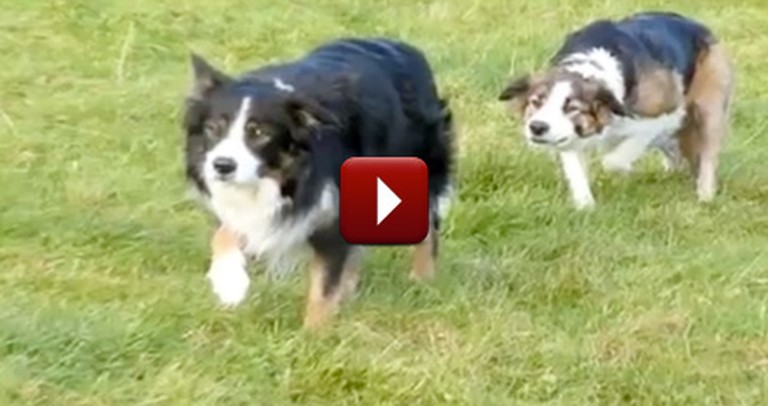 When Sheepdogs Get Bored, They Find a Way to Make Their Own Fun