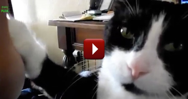 Cute Cats High Five Their Owners - And Will Steal Your Hearts