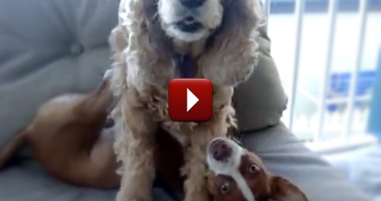 See What Stops These Dogs From Horsing Around... It's Too Funny