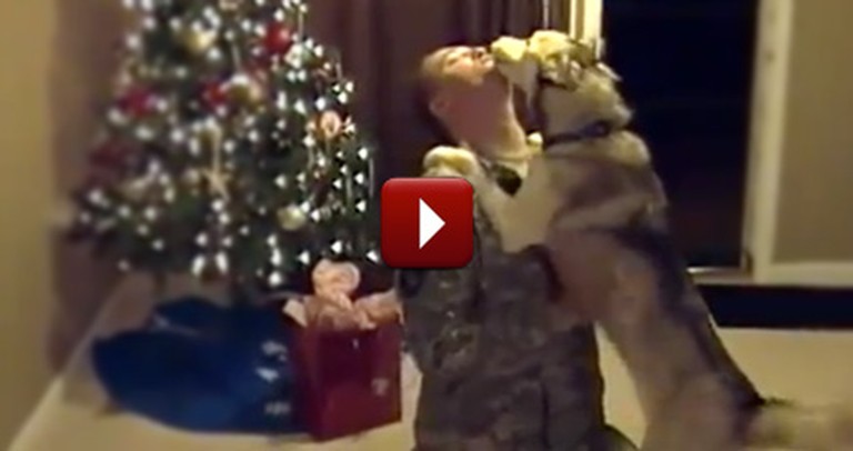 Siberian Husky Gets the Greatest Christmas Gift of All - Her Daddy