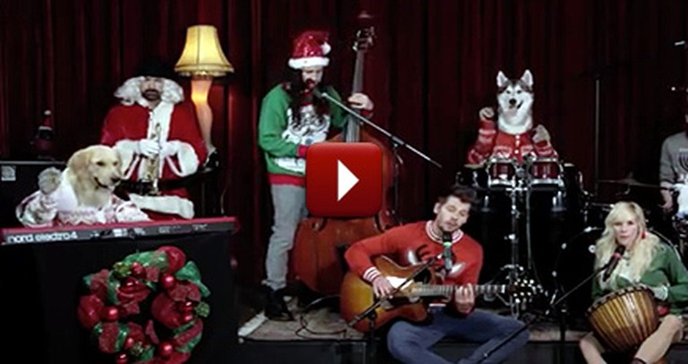 A Doggie Band Plays Little Drummer Boy - You Gotta See This