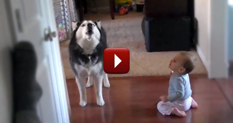 A Husky and Adorable Baby Sing Together
