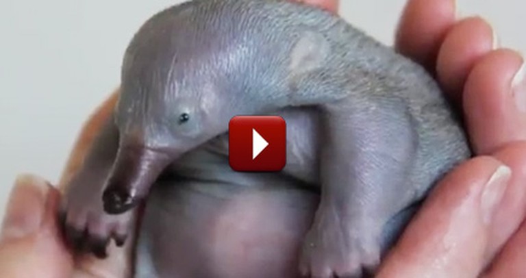 The Cutest and Most Unusual Baby Animal On The Planet