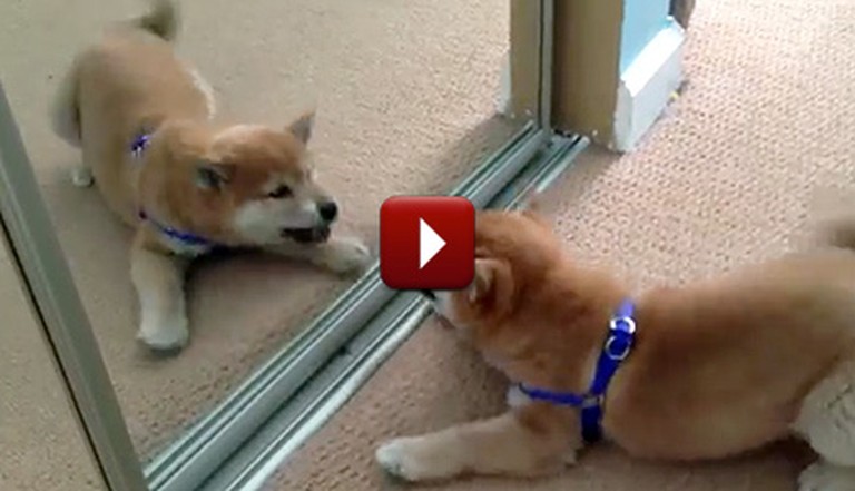 A Cute Shiba Inu Puppy Fights With Herself in the Mirror