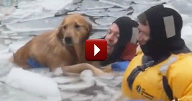 A Frightened, Frozen Pup Gets Rescued by Brave Firefighters