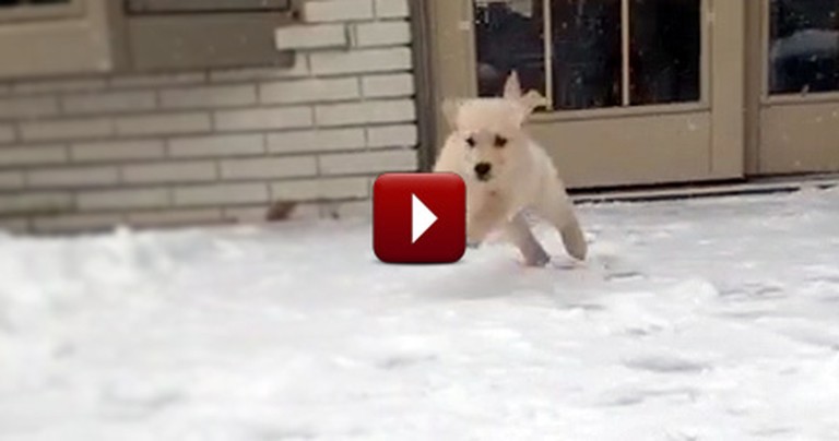 Watching This Puppy Play in His First Snow Will Make Your Day