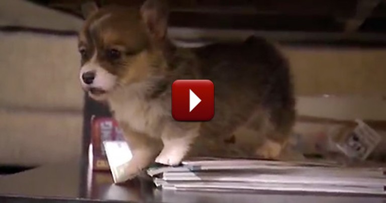 Corgi Puppies Learning to Walk Will Make Your Day