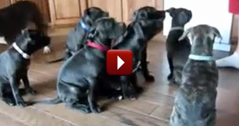 The World's Most Patient Puppies Obediently Wait to Eat