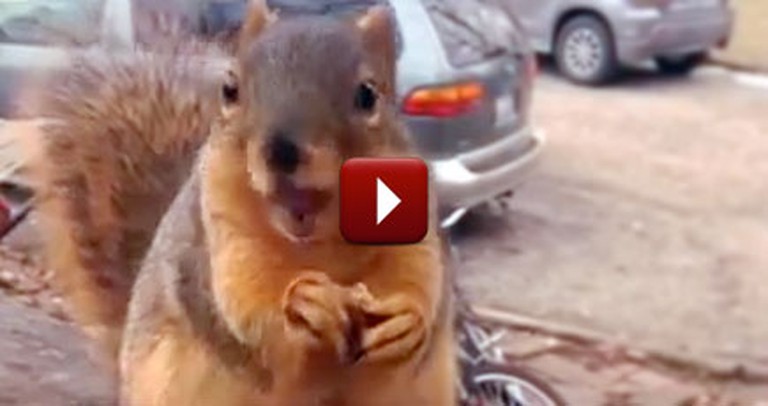 A Hilarious Talking Squirrel Has a Super Important Message for His Neighbor