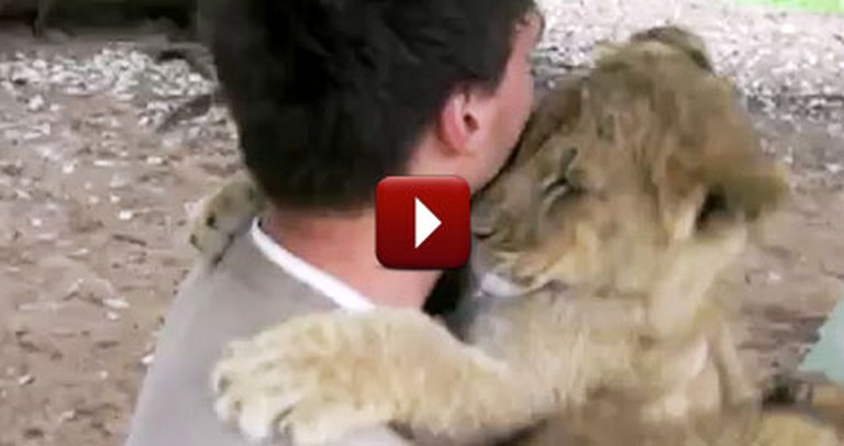 Lion Cubs Hug Trainer on his Last Day - Adorable
