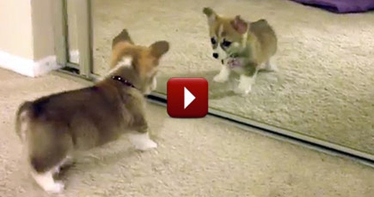 This Adorable Corgi Puppy Finally Met His Match... in the Mirror