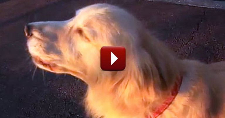 Hilarious Little Dog Nails an Impression of a Police Siren