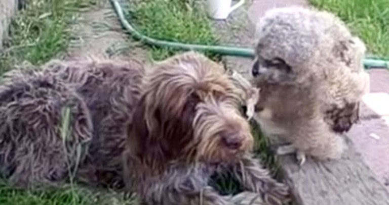A Sweet Owl Watches Over a Doggie Best Friend While He Sleeps