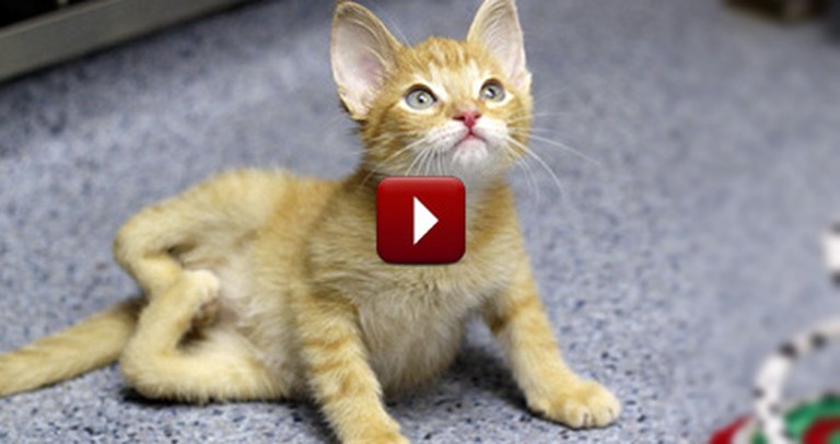 He Was Born with Backwards Legs and a Heart of Gold - an Inspirational Kitten