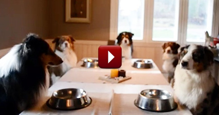 Family of Dogs Say Grace Together Before a Meal - Amen, Puppies!