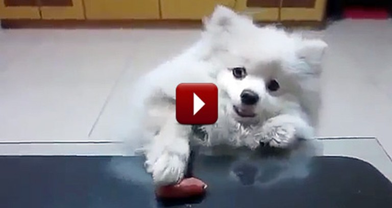 This Adorable Puppy Will Do ANYTHING to Get His Treat