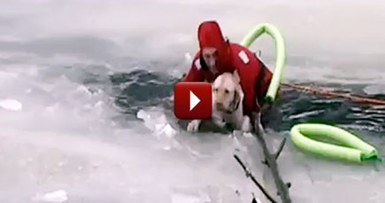 Good Samaritans Save a Dog Trapped in an Icy Pond