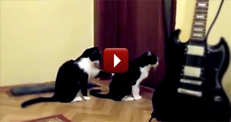 One Cat Tries to Apologize to Another - and the Result is Hilarious