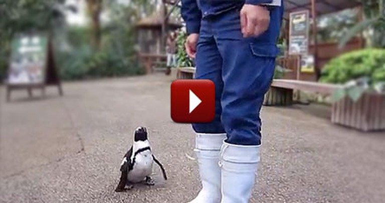 An Adorable Penguin Chases Around his Favorite Human - AWW