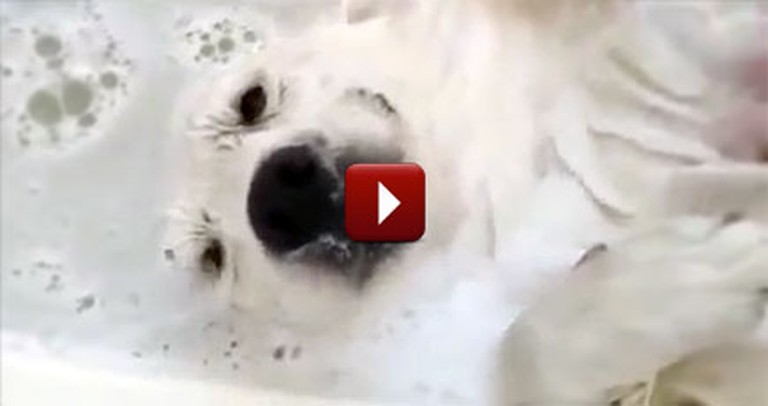 Adorable Dog Just Loves Taking a Bath