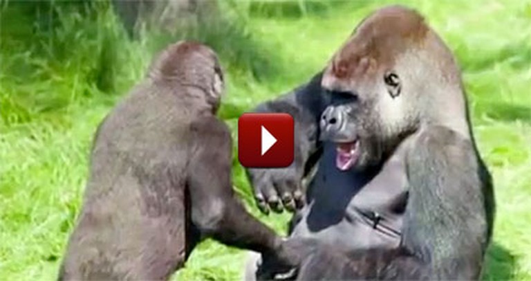 2 Gorilla Brothers Have an Emotional Reunion - You Need to See It