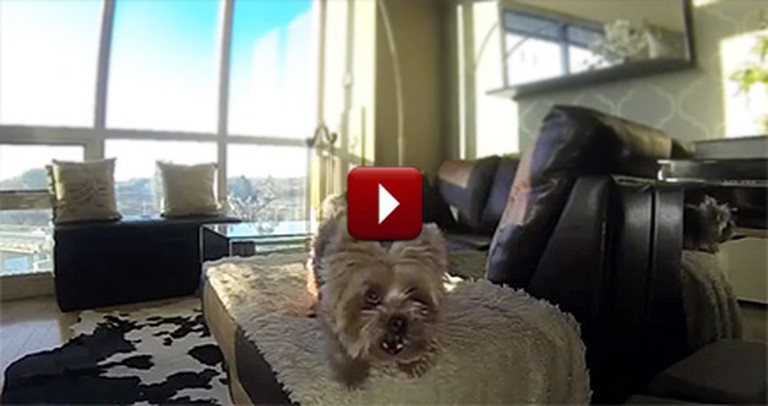 Tiny Dog Has an Epic Struggle While Playing Fetch - but Gets a Happy Ending