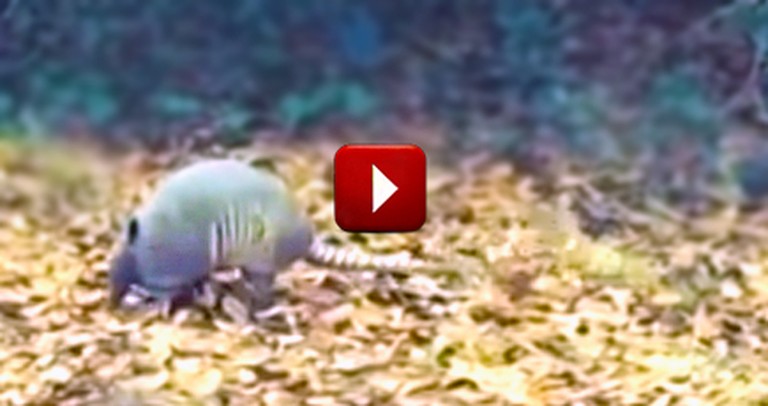 This Armadillo will Moonwalk Right Into Your Heart