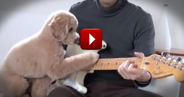 Adorable Dog Just Loves to Play Guitar with his Human--So Cute!