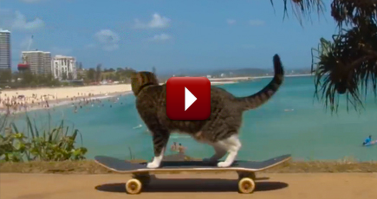 This Adorable Kitty is Absolutely the Cutest Thing on Wheels!