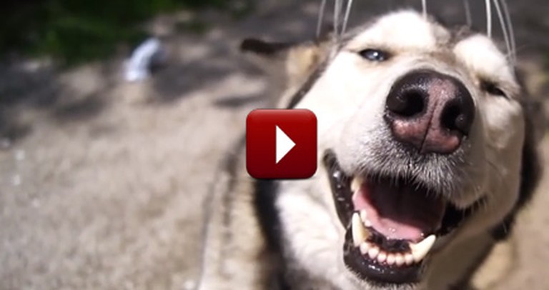 This Happy Dog Just Loves Getting His Head Scratched -- Aww!