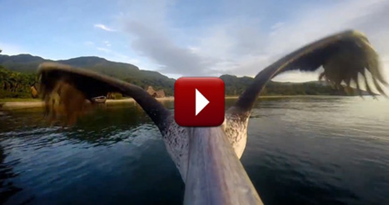 Watch as This Pelican Learns to Take Flight