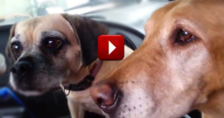 Watch These 2 Adorable Pups and You'll See Why Daisy Has to Get Her Treat First