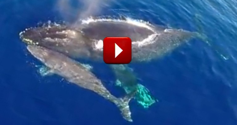 Man Thanks the Lord for This Jaw-Dropping Video of Dolphins Stampeding with Whales