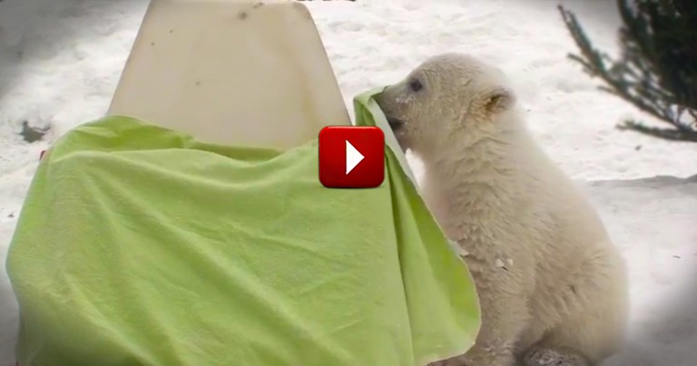 Meet the World's Cutest Polar Bear ;)