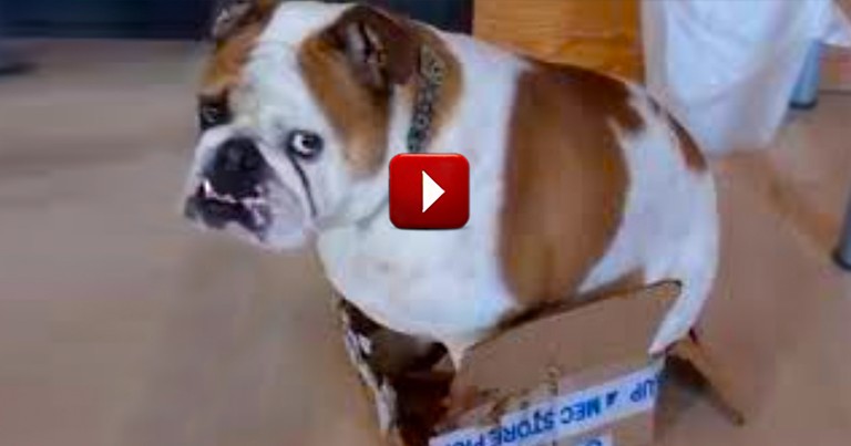 These Silly Animals Love Boxes That Are Just TOO Small For Them - How Cute