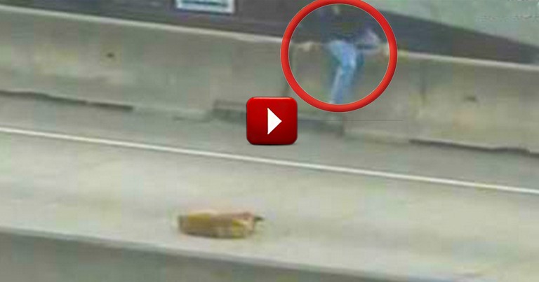 A Good Samaritan Rescues a Scared Dog from a Busy Freeway