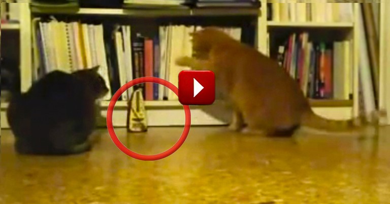 Cute Kitties are So Curious Over the Funniest Thing