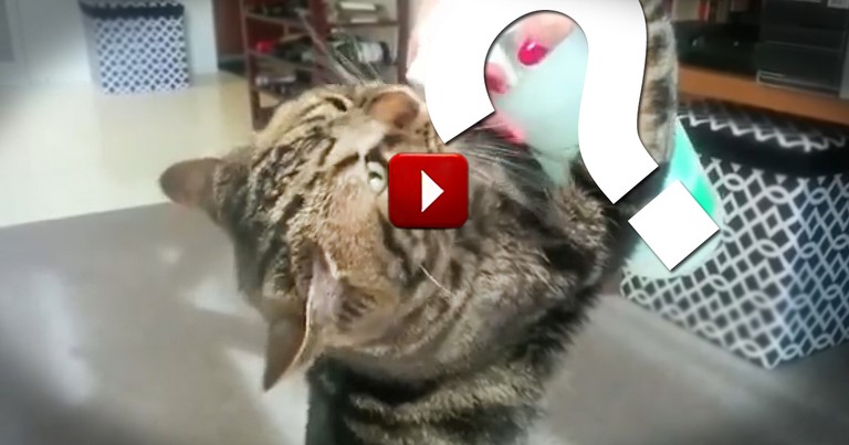 You'll Be Surprised When You See What This Cute Pet Obsesses Over