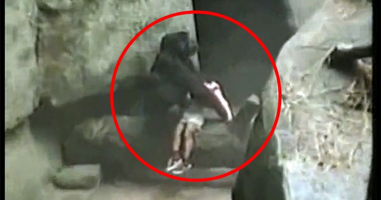 Gorilla Miraculously Saves Toddler's Life After He Fell into a Dangerous Den
