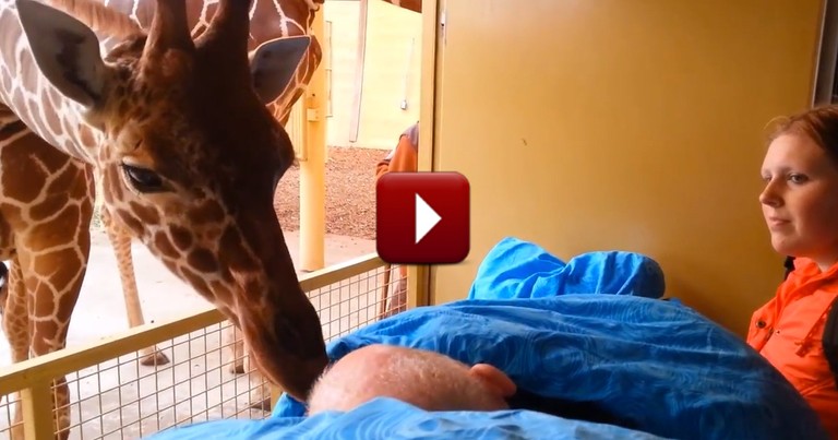 Dying Zoo Worker Gets a Goodbye Kiss From a Giraffe