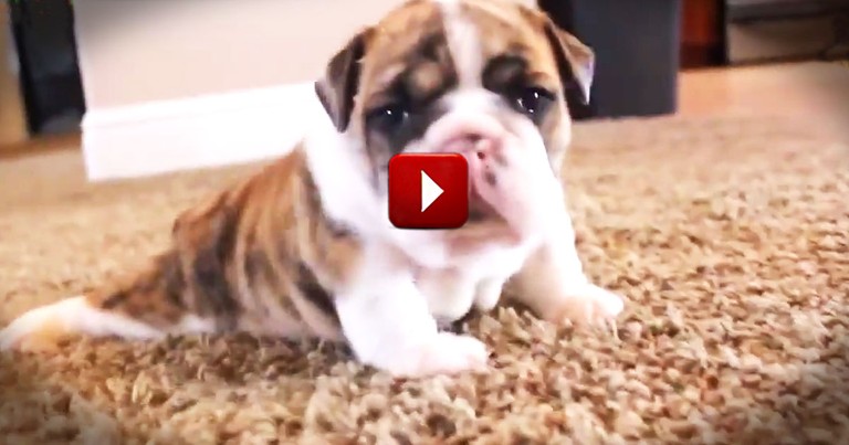 If You Think This Face is Adorable, Wait Until You See All the Tiny Feet!