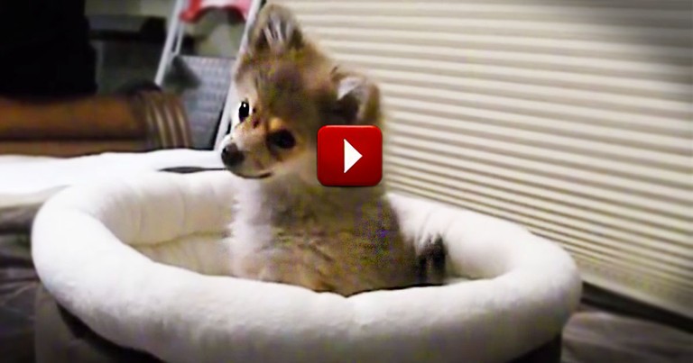 Who Else Wants to Hug This Cute Pup -- You Don't Have to Wait for a Full Moon to Love This!