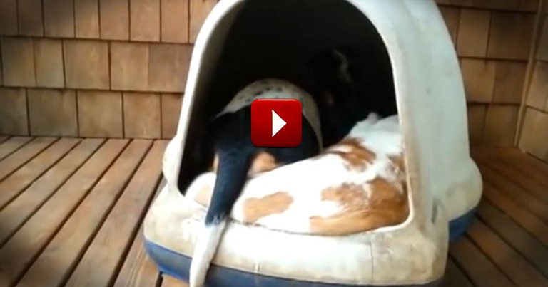 It's Just an Ordinary Dog House Until You See What Comes Out!