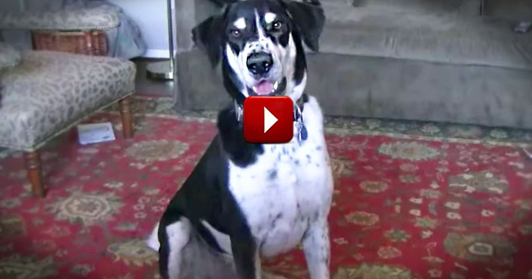 This Dog REALLY Wants a Fluffy New Friend. WHO He Wants Will Crack You Up!