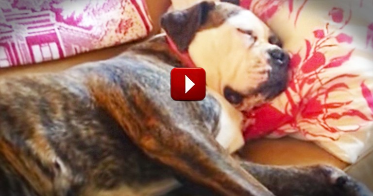 What Do Doggies REALLY Dream...Whatever It Is--It's Completely Adorable! 