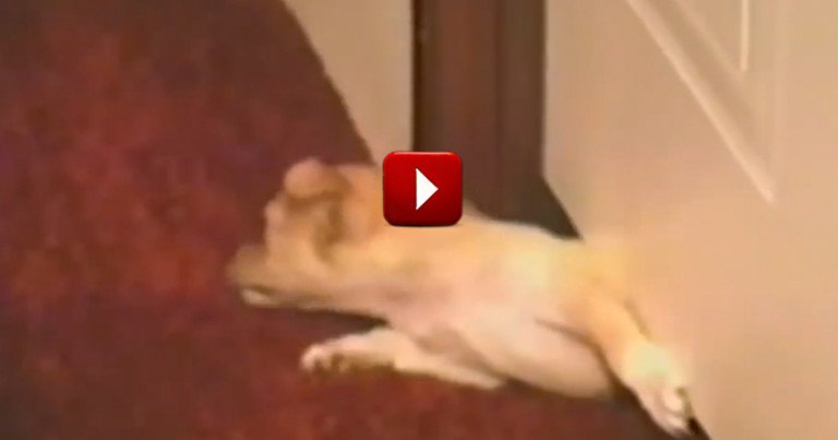 You'd Never Suspect THIS Break-Out Performance.  And From Such A CUTE Little Pup!