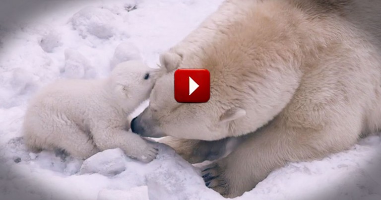 It Started With Clicking Play. It Ended With An Uncontrollable Urge to Pet a Polar Bear!