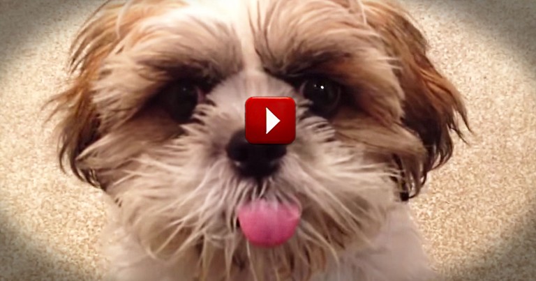You Would Never Want Your Kids To Do This. But When This Pup Does It, It's Precious! 