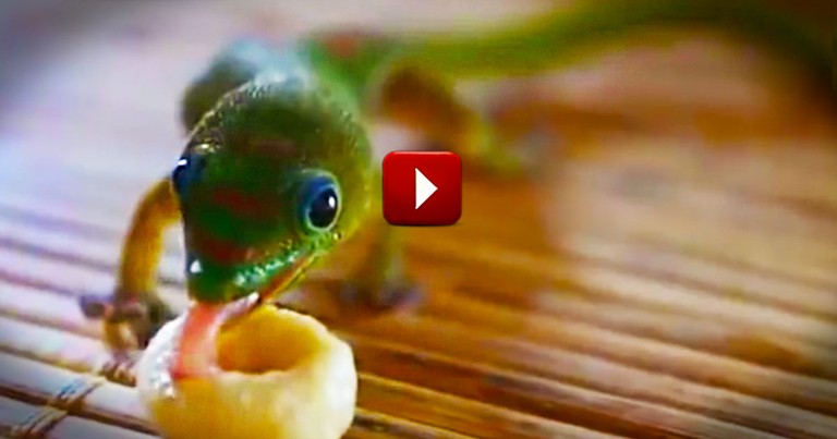 I'll Never Look At My Cereal The Same Way Again. Or Geckos--Who Knew They Were So Cute!